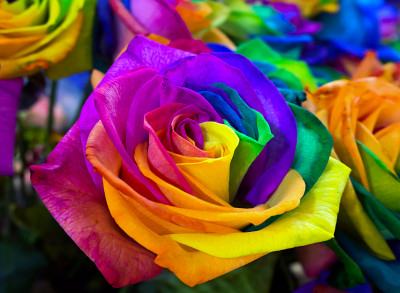 Macro das Rosas Coloridas