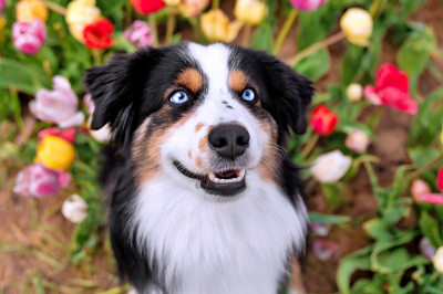 Adorável Cachorro de Olhos Azuis em um Campo Florido