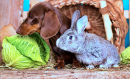 Dachshund, Coelho e Repolho