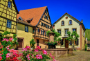 Traditional Half Timbered Houses and Grapevines In A Vineyard On A Hill In A Popular Village On the Alsatian Wine Route In Rique