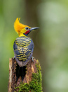 woodpecker1