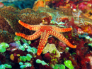 Colar vermelho de estrela-do-mar em um fundo marinho colorido