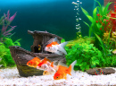 Peixinhos dourados em aquário de água doce