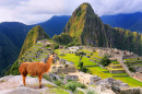 Lhama em Machu Picchu, no Peru