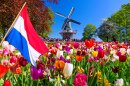Moinho de vento e tulipas em Lisse, Holanda