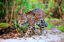 Jaguar Andando na Selva