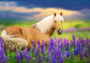 Cavalo Palomino em Lupinos Floridos ao Pôr do Sol