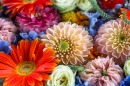 Gerbera, Cravos, Dália e Delfínio