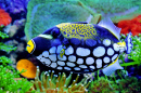 Peixe-bala-palhaço