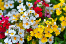 Nemesia Florida