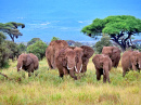 Elefantes Africanos no Parque Nacional de Amboseli, Quênia