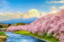 Monte Fuji e Flores de Cerejeira ao Pôr do Sol