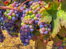 Uvas em Paso Robles em um Dia Ensolarado