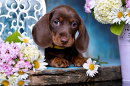 Filhote de Dachshund Marrom Chocolate