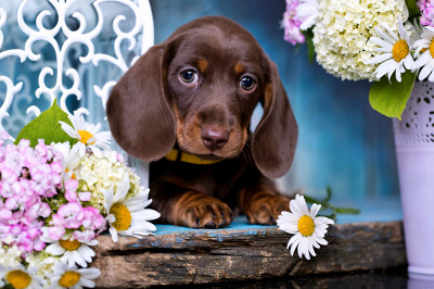 Filhote de Dachshund Marrom Chocolate