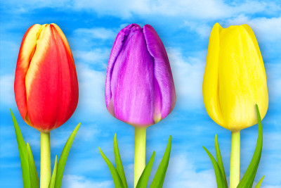 Belas tulipas contra um céu azul