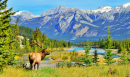Alce no Parque Nacional Jasper, Alberta, Canadá
