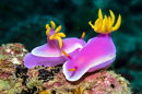 Nudibranquio colorido Hypselodoris apolegma