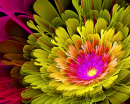 Flor Fractal Colorida