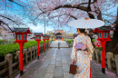 Tempo da Flor de Cerejeira em Kyoto, Japão