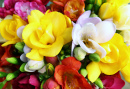 Lindas flores de frésia na primavera