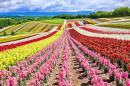 Jardim de Flores Colorido em uma Colina, Hokkaido, Japão
