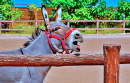 Retrato de um Burro ao lado de uma cerca de fazenda