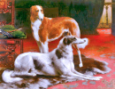 Dois Galgos