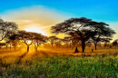 Belo pôr do sol na savana