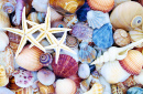 Estrela-do-mar contra um fundo de conchas