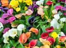 Calla Zantedeschia florida