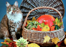 Gato Fofo e Abóboras Coloridas