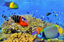 Recifes de Coral e Peixes Exóticos