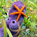 Estrela-do-mar em uma esponja tubular roxa, Mar do Caribe