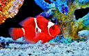 Peixe-palhaço bordô em um aquário marinho