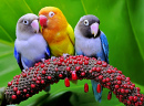 Pombinhos coloridos em um espigão de planta de antúrio