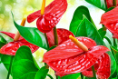 Close da Flor de Antuário Vermelho