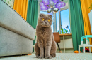 Gato Curioso em um Quarto Colorido