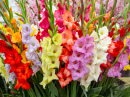 Flores de gladíolo multicoloridas