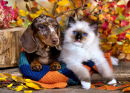 Filhote de Dachshund Dapple e um Gatinho Fofinho