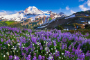 Vista de um prado de primavera e montanhas cobertas de neve