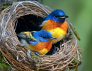 Papa-moscas-de-Hill Blue
