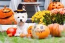Terrier Branco das Highlands Ocidentais Engraçado