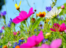 Cosmos Flores contra o Céu Azul