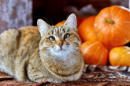 Abóboras de Halloween e um Gato