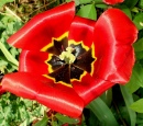 Tulipa