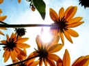 Flores e Sol