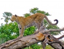 Leopardo no Toco da Árvore
