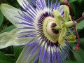 Passiflora