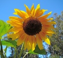 Girasol